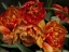 Picture of OLD WORLD TULIPS I
