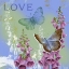 Picture of BUTTERFLIES INSPIRE IV