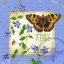 Picture of BUTTERFLY MEADOW II