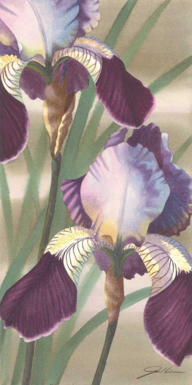 Picture of ASIAN IRIS II