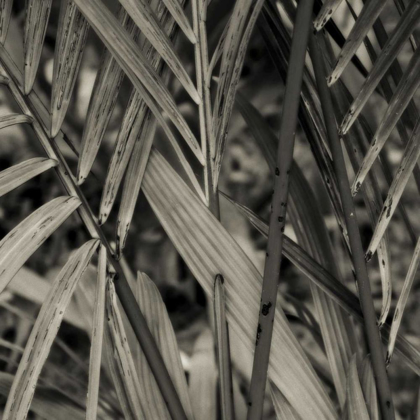 Picture of BAMBOO STUDY II