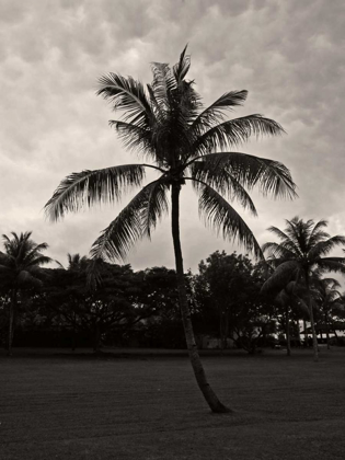 Picture of PALMS AT NIGHT II