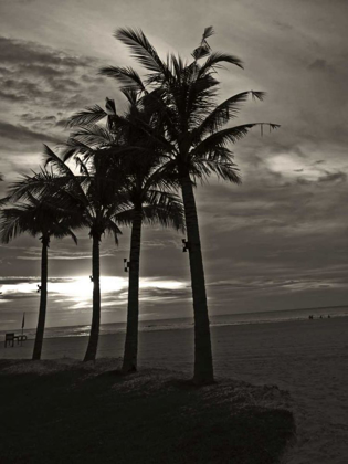 Picture of PALMS AT NIGHT III