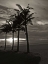 Picture of PALMS AT NIGHT III