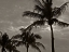 Picture of PALMS AT NIGHT IV