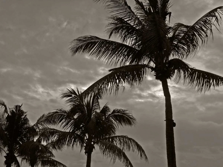 Picture of PALMS AT NIGHT IV