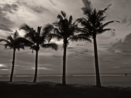 Picture of PALMS AT NIGHT VI