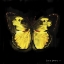Picture of TECHNO BUTTERFLY I