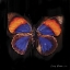 Picture of TECHNO BUTTERFLY III