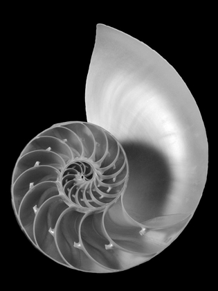 Picture of SHELL II
