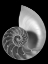 Picture of SHELL II