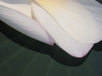 Picture of LOTUS DETAIL II