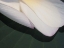 Picture of LOTUS DETAIL II