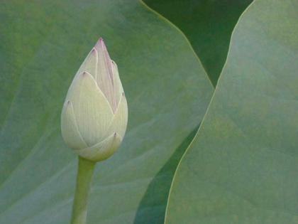 Picture of LOTUS DETAIL VII