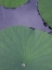 Picture of LOTUS DETAIL X