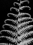 Picture of FERN II