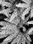Picture of FERN IV