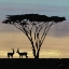 Picture of SAVANNA III