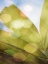 Picture of TROPICAL DAYDREAM II