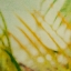 Picture of TROPICAL TEXTURE I