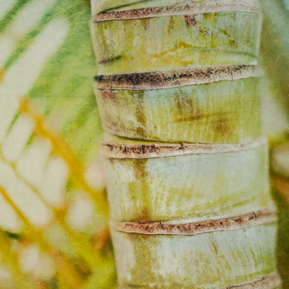 Picture of TROPICAL TEXTURE II