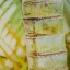 Picture of TROPICAL TEXTURE II