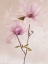 Picture of TULIP BLUSH II