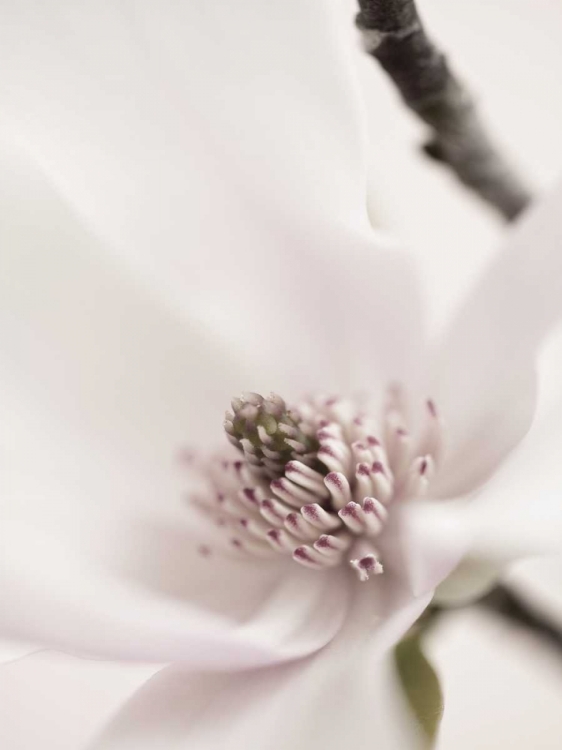 Picture of MAGNOLIA BLUSH II