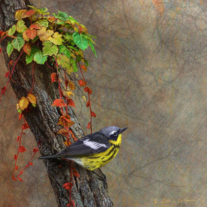 Picture of MAGNOLIA WARBLER