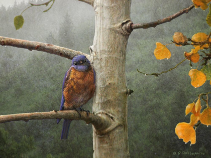 Picture of BLUEBIRD RAIN