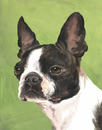 Picture of DOG PORTRAIT-BOSTON