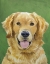Picture of DOG PORTRAIT-GOLDEN