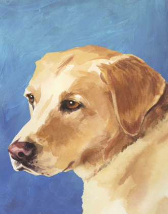 Picture of DOG PORTRAIT-YELLOW LAB