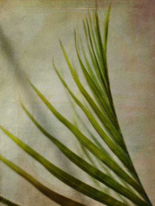 Picture of ELEGANT FROND I