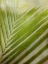 Picture of ELEGANT FROND II