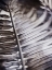 Picture of SILVERY FROND I