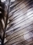 Picture of SILVERY FROND II