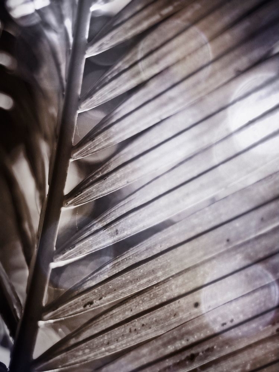 Picture of SILVERY FROND II