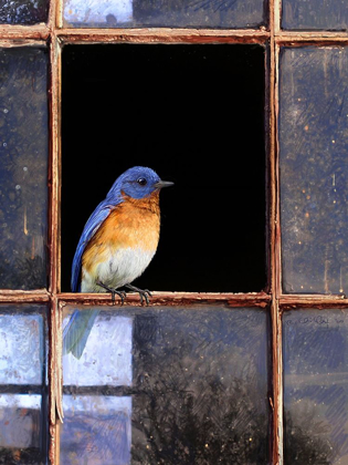 Picture of BLUEBIRD WINDOW
