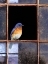 Picture of BLUEBIRD WINDOW