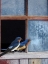 Picture of BARN SWALLOWS WINDOW