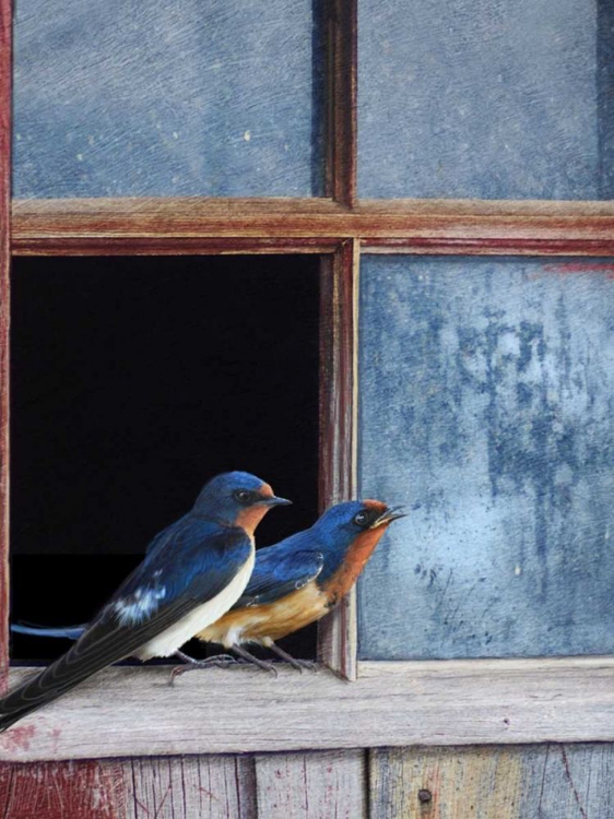 Picture of BARN SWALLOWS WINDOW