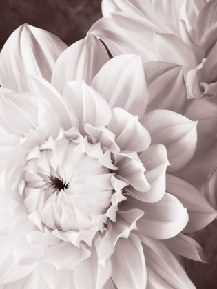 Picture of BANDW DAHLIAS I