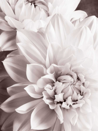 Picture of BANDW DAHLIAS II