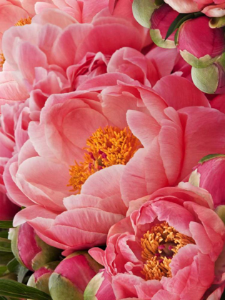 Picture of CORAL PEONIES II