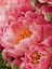 Picture of CORAL PEONIES II