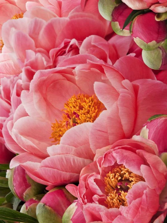 Picture of CORAL PEONIES II