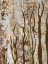 Picture of BUTTERFLY TREE I