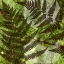 Picture of SHADE II