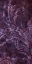 Picture of GRAPE TART II